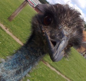 Emu